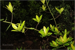 Ancistrocladus heyneanus